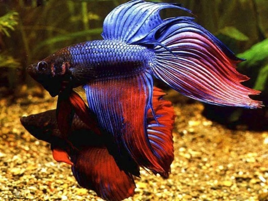 皇家斗鱼官方下载,专家说明意见-Pixel1_v6.455