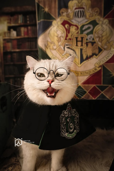 猫咪1.0.3官方下载跟哈利波特中文版本,高效评估方法|U_v3.793