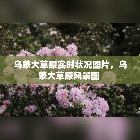 乌蒙大草原实时状况图片，乌蒙大草原风景图 