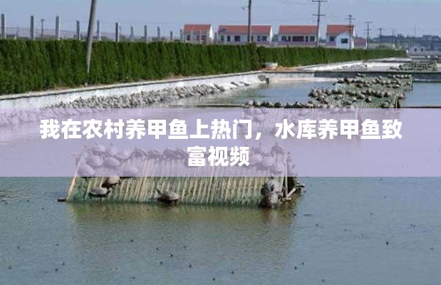 我在农村养甲鱼上热门，水库养甲鱼致富视频 