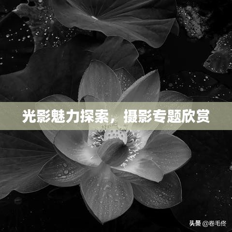 光影魅力探索，摄影专题欣赏