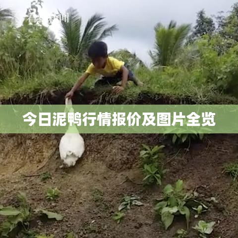 今日泥鸭行情报价及图片全览