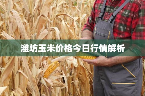 潍坊玉米价格今日行情解析