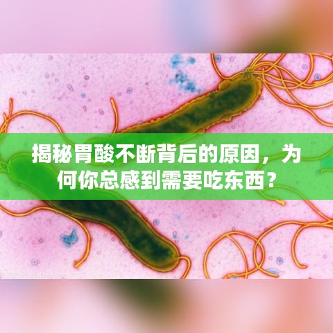 揭秘胃酸不断背后的原因，为何你总感到需要吃东西？