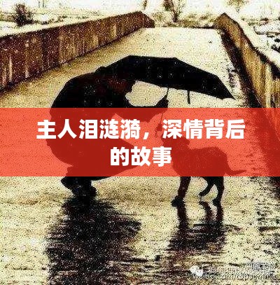 主人泪涟漪，深情背后的故事