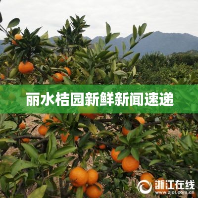丽水桔园新鲜新闻速递