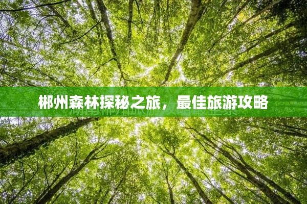 郴州森林探秘之旅，最佳旅游攻略
