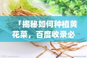 「揭秘如何种植黄花菜，百度收录必备攻略！」
