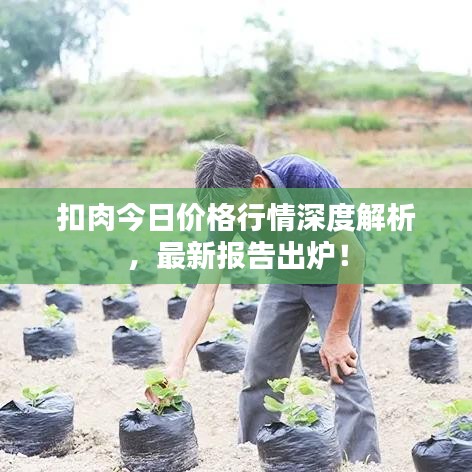 扣肉今日价格行情深度解析，最新报告出炉！