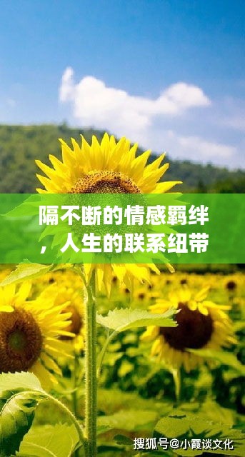 隔不断的情感羁绊，人生的联系纽带与情感交织