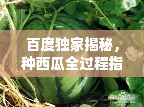 百度独家揭秘，种西瓜全过程指南，轻松掌握种植技巧！