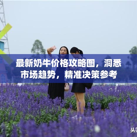 最新奶牛价格攻略图，洞悉市场趋势，精准决策参考