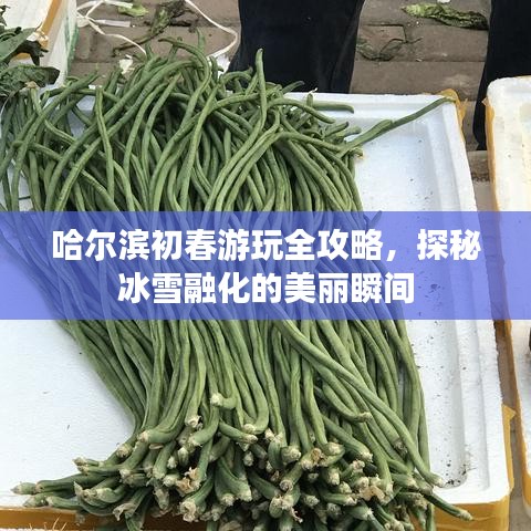 哈尔滨初春游玩全攻略，探秘冰雪融化的美丽瞬间