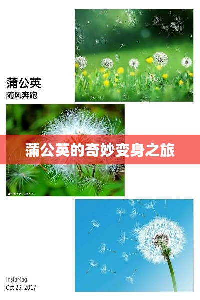 蒲公英的奇妙变身之旅