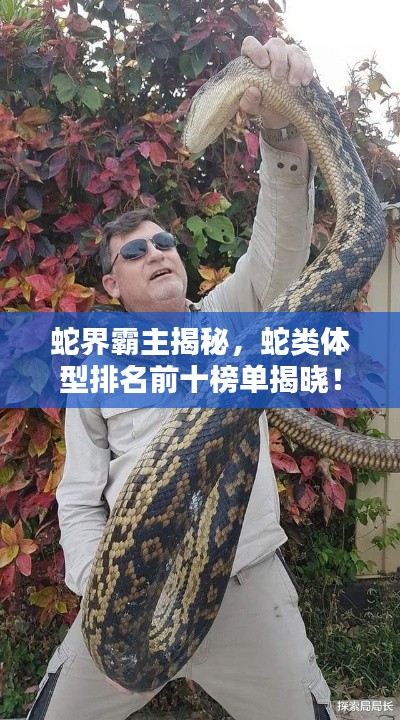 蛇界霸主揭秘，蛇类体型排名前十榜单揭晓！