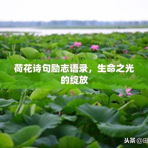 荷花诗句励志语录，生命之光的绽放