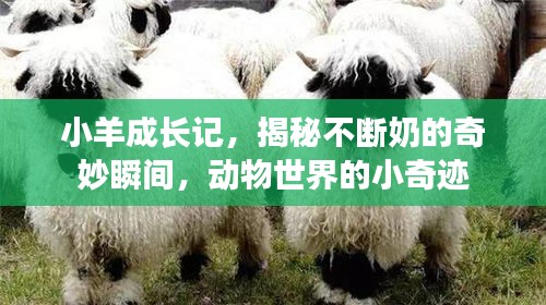小羊成长记，揭秘不断奶的奇妙瞬间，动物世界的小奇迹