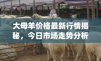 大母羊价格最新行情揭秘，今日市场走势分析