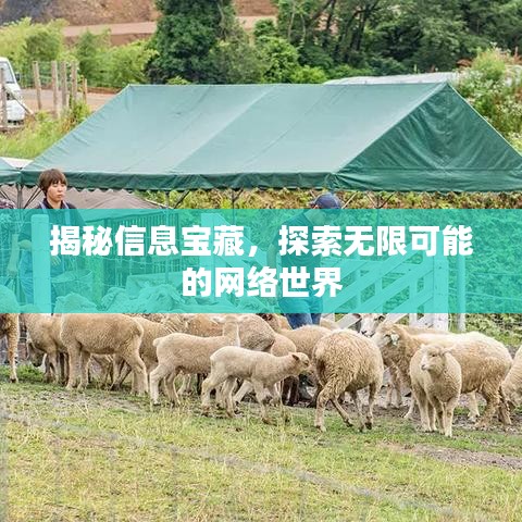 揭秘信息宝藏，探索无限可能的网络世界