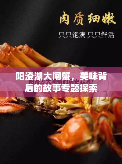 阳澄湖大闸蟹，美味背后的故事专题探索