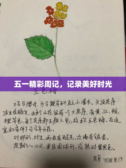 五一精彩周记，记录美好时光