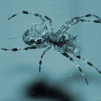 冰封蜘蛛官方下载,高效设计实施策略|NE版_v8.807