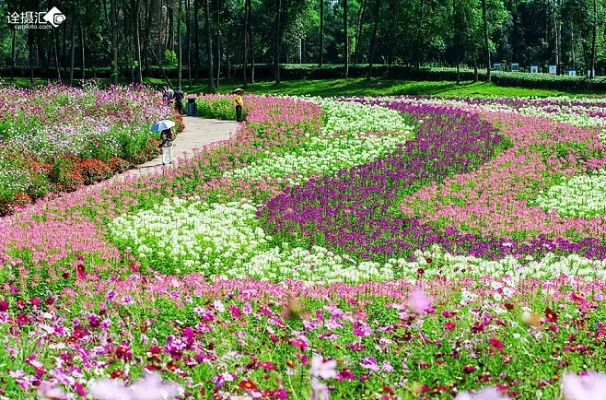 花海官方下载,快速方案执行-限定版_v1.945